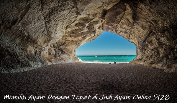 Memilih Ayam Dengan Tepat di Judi Ayam Online S128