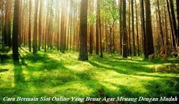 Cara Bermain Slot Online Yang Benar Agar Menang Dengan Mudah